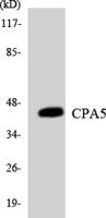 CPA5 Polyclonal Antibody