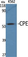 CPE Polyclonal Antibody