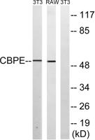 CPE Polyclonal Antibody