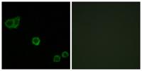 CPI-17 Polyclonal Antibody