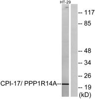 CPI-17 Polyclonal Antibody