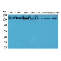 cPLA2 Polyclonal Antibody