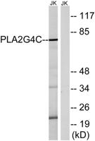 cPLA2-γ Polyclonal Antibody