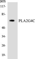 cPLA2-γ Polyclonal Antibody