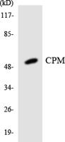 CPM Polyclonal Antibody