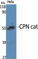 CPN Polyclonal Antibody