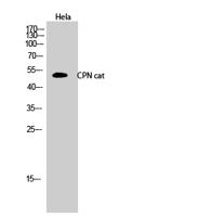 CPN Polyclonal Antibody