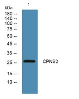 CPNS2 Polyclonal Antibody