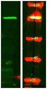 CPZ Polyclonal Antibody
