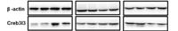 CR3L3 Polyclonal Antibody