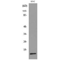 CRBP II Polyclonal Antibody