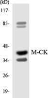 Creatine Kinase M Polyclonal Antibody