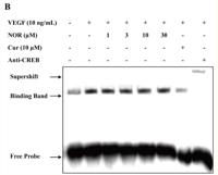 CREB-1 Polyclonal Antibody