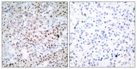CREB-1 Polyclonal Antibody
