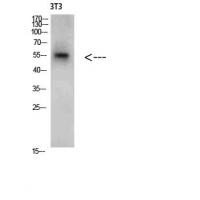 CREB3 Polyclonal Antibody