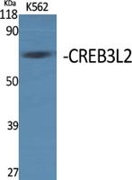 CREB3L2 Polyclonal Antibody