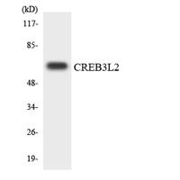 CREB3L2 Polyclonal Antibody