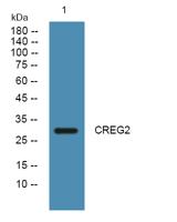 CREG2 Polyclonal Antibody