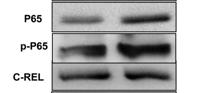 c-Rel Polyclonal Antibody