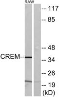 CREM Polyclonal Antibody