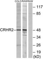 CRF-RII Polyclonal Antibody