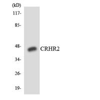 CRF-RII Polyclonal Antibody