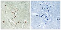 CRIF1 Polyclonal Antibody