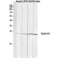 Cripto-3 Polyclonal Antibody