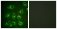 Crk II Polyclonal Antibody