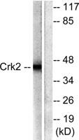 Crk II Polyclonal Antibody