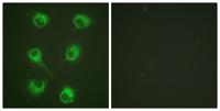 Crk-L Polyclonal Antibody