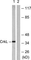 Crk-L Polyclonal Antibody