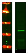 CRLF3 Polyclonal Antibody