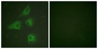 CRMP-2 Polyclonal Antibody