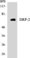 CRMP-2 Polyclonal Antibody