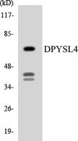 CRMP-3 Polyclonal Antibody