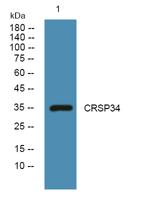 CRSP34 Polyclonal Antibody
