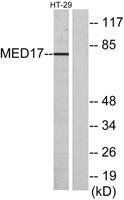 CRSP77 Polyclonal Antibody