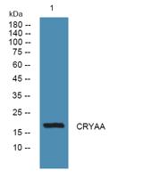 CRYAA Polyclonal Antibody