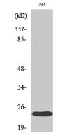 Crystallin-αB Polyclonal Antibody