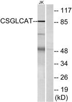 CSGlcA-T Polyclonal Antibody