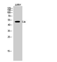 Csk Polyclonal Antibody