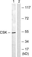 Csk Polyclonal Antibody