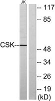 Csk Polyclonal Antibody