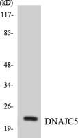 CSP Polyclonal Antibody