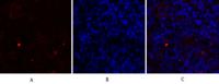 c-Src Polyclonal Antibody