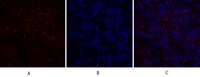 c-Src Polyclonal Antibody