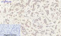 c-Src Polyclonal Antibody