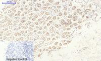 c-Src Polyclonal Antibody