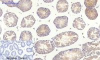 c-Src Polyclonal Antibody